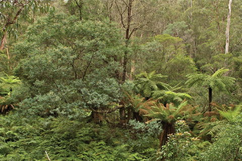 Lind National Park - Accommodation Sunshine Coast 0
