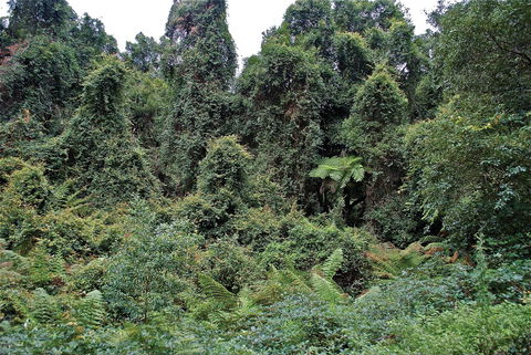 Lind National Park - Accommodation Sunshine Coast 1