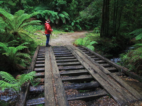 Montezuma Falls - Accommodation Sunshine Coast 0