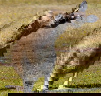 Narawntapu National Park - Accommodation Sunshine Coast