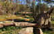 Pine Gully Nature Trail - thumb 1