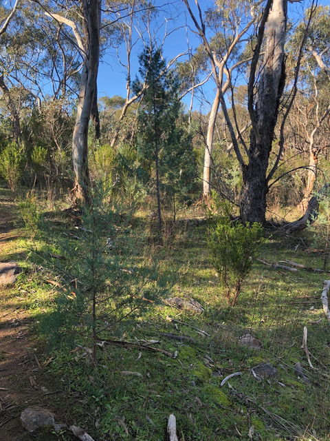 Pine Gully Nature Trail - Accommodation Sunshine Coast 2