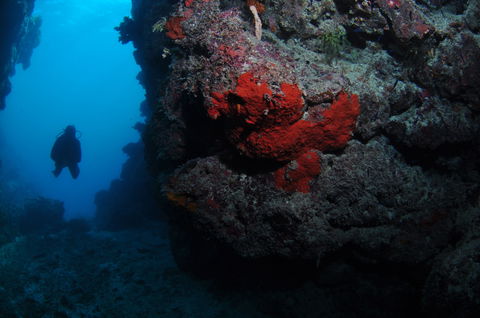 Stepping Stones Dive Site - Accommodation Sunshine Coast 0