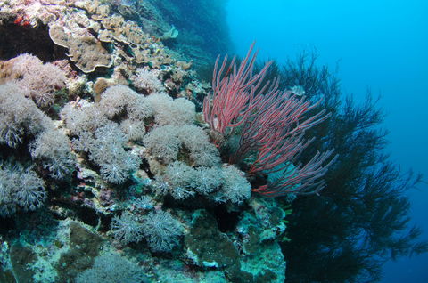Stepping Stones Dive Site - Accommodation Sunshine Coast 1