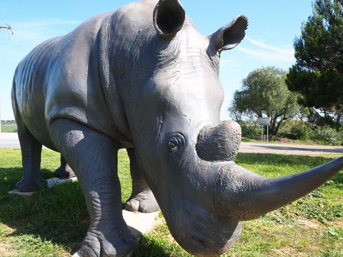 Tailem Bend Rhino Park And Dickson Reserve - Accommodation Sunshine Coast 0
