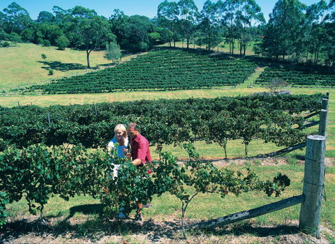 Tamborine Mountain - Accommodation Sunshine Coast 2
