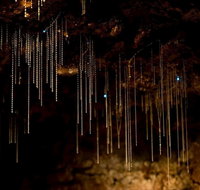 Tamborine Mountain Glow Worm Tours - Accommodation Sunshine Coast