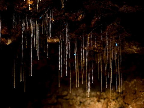 Tamborine Mountain Glow Worm Tours - Accommodation Sunshine Coast 0
