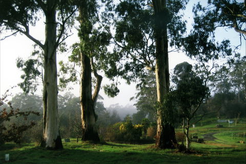 Tasmanian Arboretum Inc. - The - Accommodation Sunshine Coast 1
