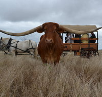 Texas Longhorn Tours - Accommodation Sunshine Coast