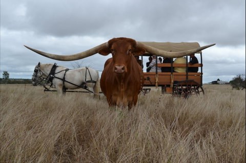 Texas Longhorn Tours - Accommodation Sunshine Coast 0