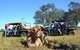 Texas Longhorn Tours - thumb 1