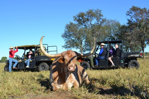 Texas Longhorn Tours - Accommodation Sunshine Coast 1