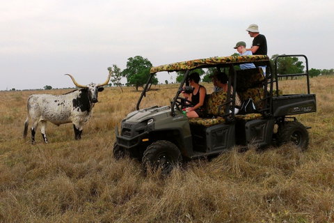 Texas Longhorn Tours - Accommodation Sunshine Coast 2