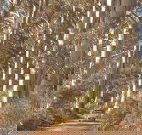 The Great Forest Trees Drive - Accommodation Sunshine Coast