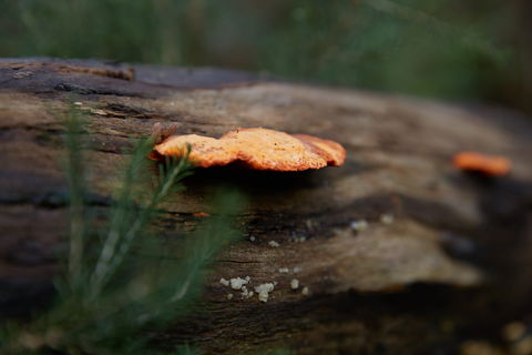 The Briars Park Walking Trails - Accommodation Sunshine Coast 1