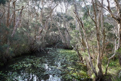 The Briars Park Walking Trails - Accommodation Sunshine Coast 2