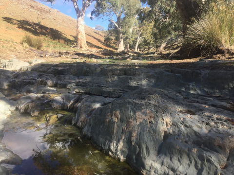 Three Creeks Station -Arkaroona Creek Walk - Accommodation Sunshine Coast 0