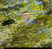 TreeTop Crazy Rider - Accommodation Sunshine Coast