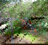 TreeTop Challenge - Accommodation Sunshine Coast