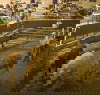 Wagga Wagga Livestock Marketing Centre - Accommodation Sunshine Coast