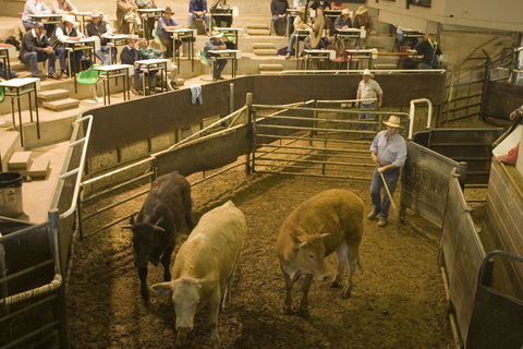 Wagga Wagga Livestock Marketing Centre - Accommodation Sunshine Coast 0