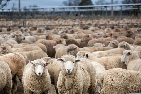 Wagga Wagga Livestock Marketing Centre - Accommodation Sunshine Coast 1