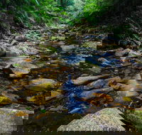 Willi Willi National Park - Accommodation Sunshine Coast