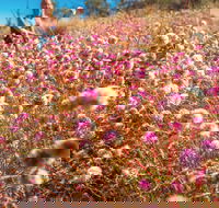 Wineries and Wildflowers - Accommodation Sunshine Coast