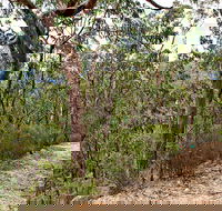 Yango Walking Track - Accommodation Sunshine Coast