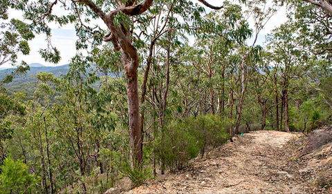 Yango Walking Track - Accommodation Sunshine Coast 0