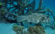 Beaver Reef Dive Site - thumb 1
