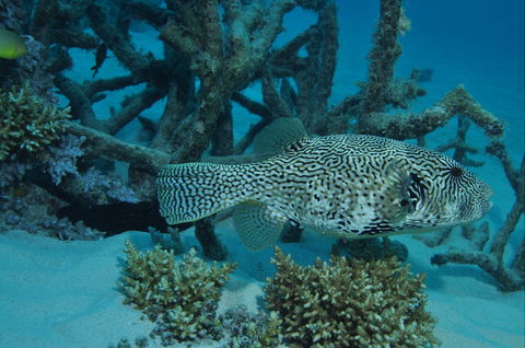 Beaver Reef Dive Site - Accommodation Sunshine Coast 1