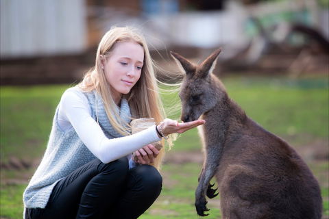 Bonorong Wildlife Sanctuary - Accommodation Sunshine Coast 1