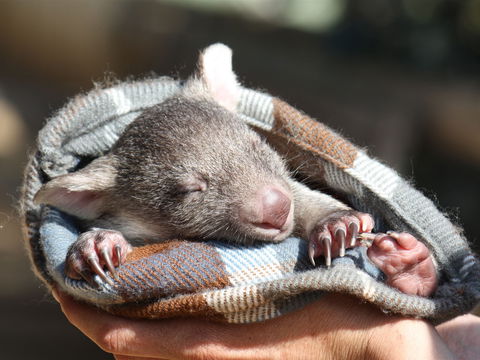 Bonorong Wildlife Sanctuary - Accommodation Sunshine Coast 2