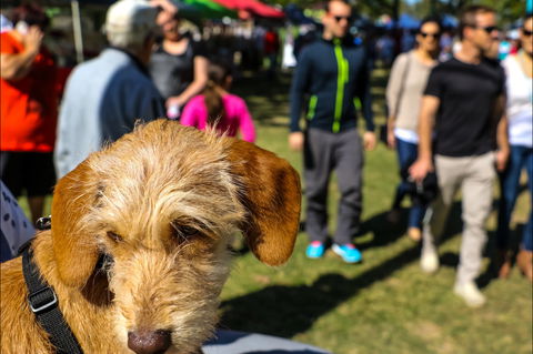 Burleigh Art And Craft Markets - Accommodation Sunshine Coast 2