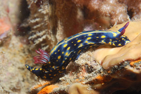Cochrane Artificial Reef Dive Site - Accommodation Sunshine Coast 0