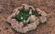 Coorow Wreath Flowers - thumb 0