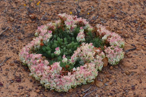 Coorow Wreath Flowers - Accommodation Sunshine Coast 0