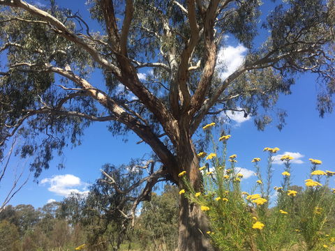 Euroa Arboretum - Accommodation Sunshine Coast 0