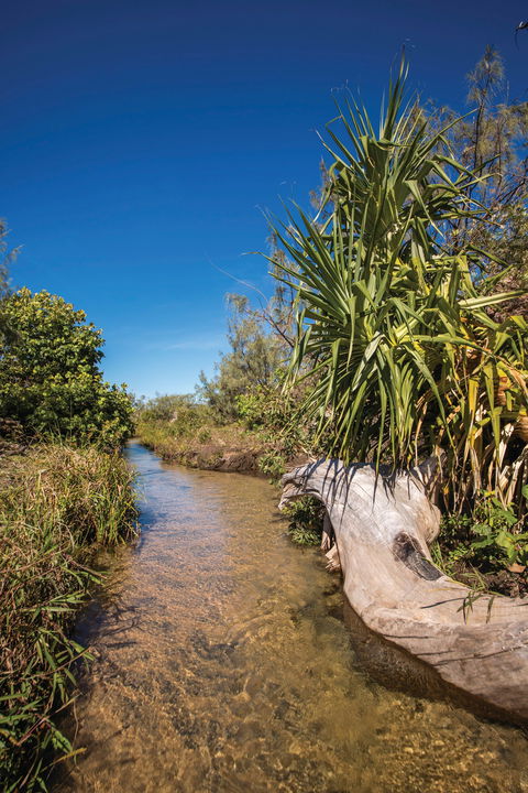 Freshwater Creek Track, Byfield National Park - Accommodation Sunshine Coast 2