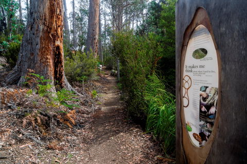 Lake St Clair (Cradle Mountain  - Lake St Clair National Park) - Accommodation Sunshine Coast 2