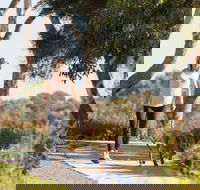 Meningie Walking and Cycling Trails - Accommodation Sunshine Coast