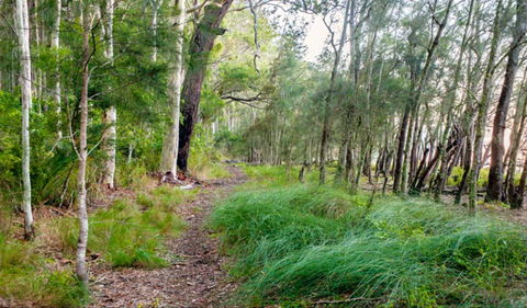 Meroo Lake Walking Track - Accommodation Sunshine Coast 0