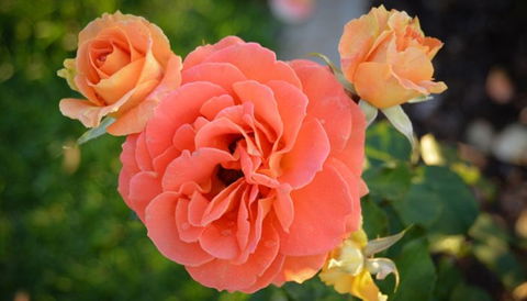 Mornington Botanical Rose Gardens - Accommodation Sunshine Coast 1