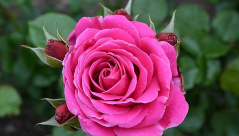Mornington Botanical Rose Gardens - Accommodation Sunshine Coast 2