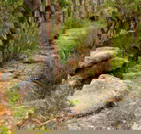 Mount Olive Trail - Accommodation Sunshine Coast