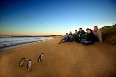 Phillip Island - Accommodation Sunshine Coast 2