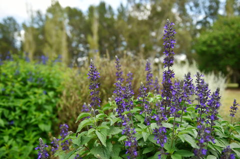 Picton Botanic Gardens - Accommodation Sunshine Coast 1