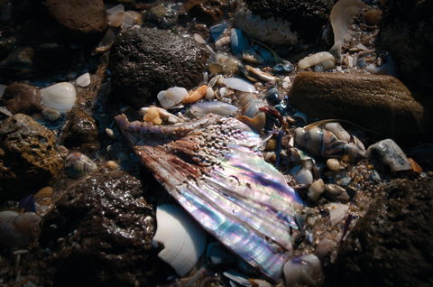 Point Cook Marine Sanctuary - Accommodation Sunshine Coast 1